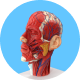 CourseIcon-BIO202 (1)